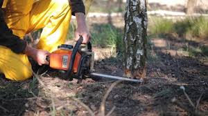 Trusted Red Bud, IL  Tree Services Experts